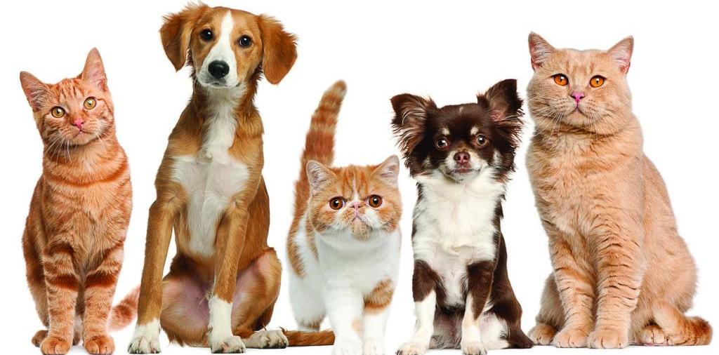 Доска объявлений о животных | ЗооТом - продажа, вязка и услуги для животных в Нерчинске