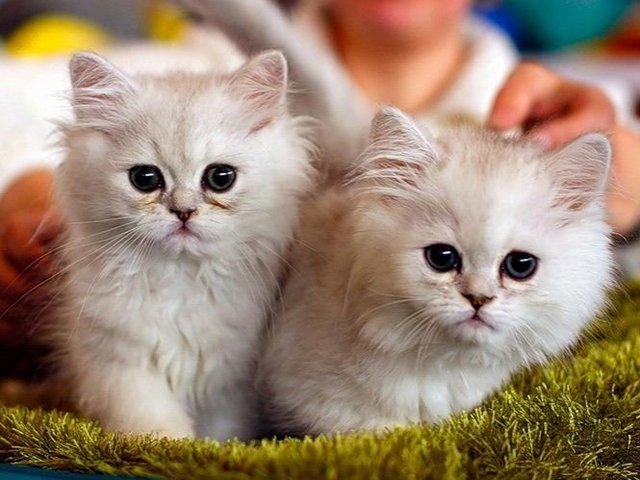 Породы кошек в Нерчинске | ЗооТом портал о животных