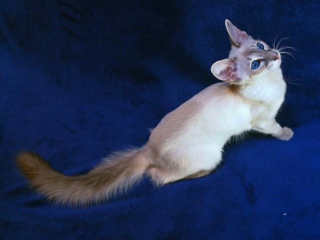 Выведенные породы кошек в Нерчинске | ЗооТом портал о животных