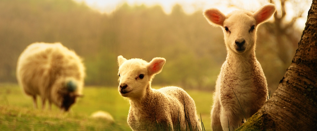 Объявления о сельскохозяйственных животных | ЗооТом - продажа, вязка и услуги для животных в Нерчинске