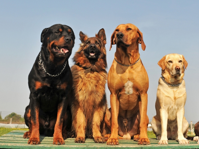 Крупные породы собак в Нерчинске | ЗооТом портал о животных